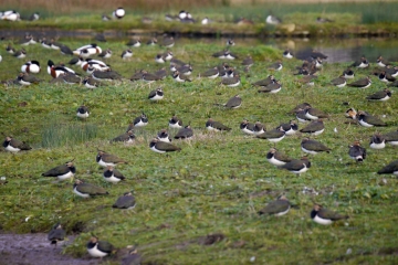 Sightings and news to the year end- 31 December 2024